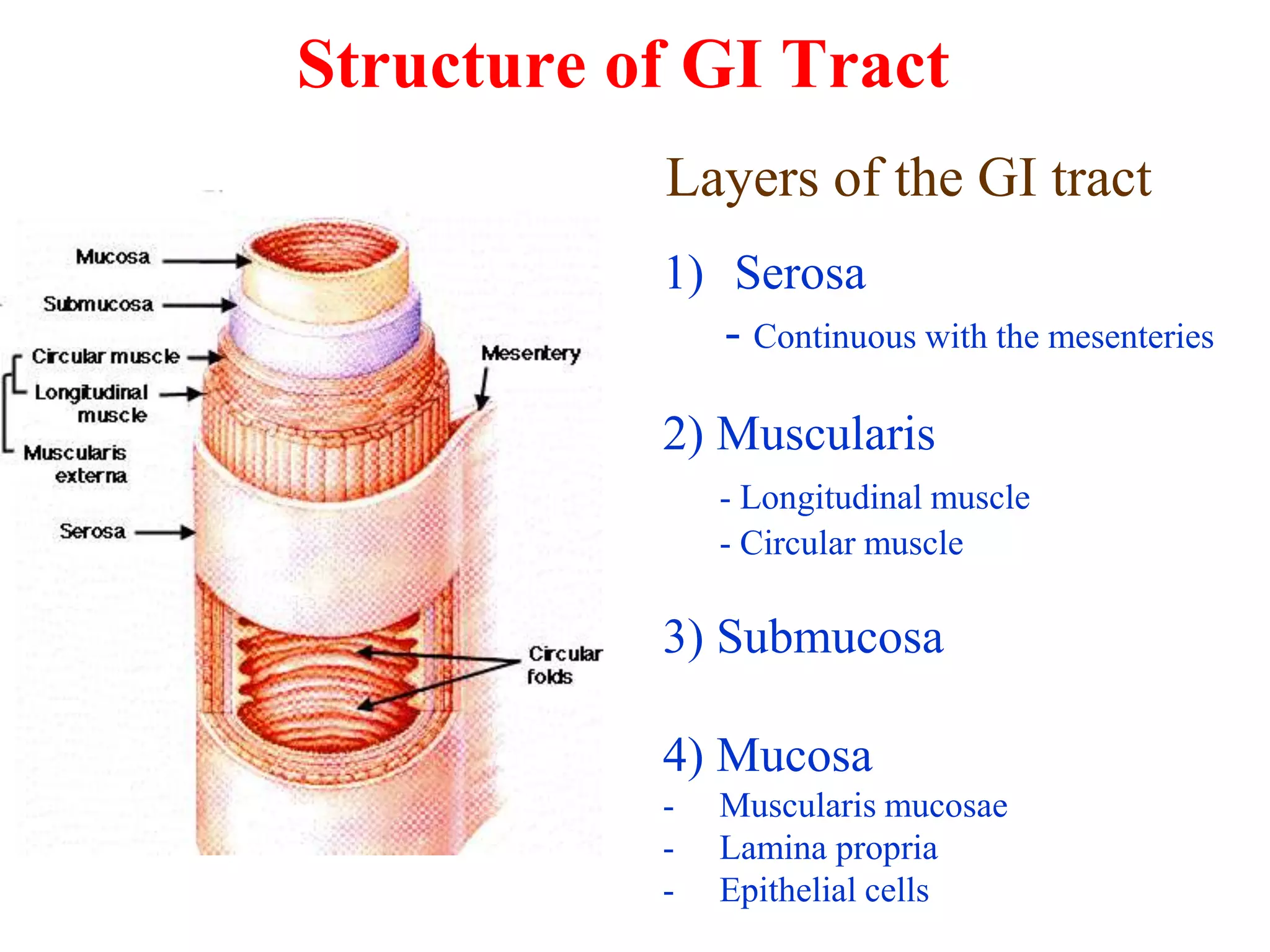 Layers Of Git Tract