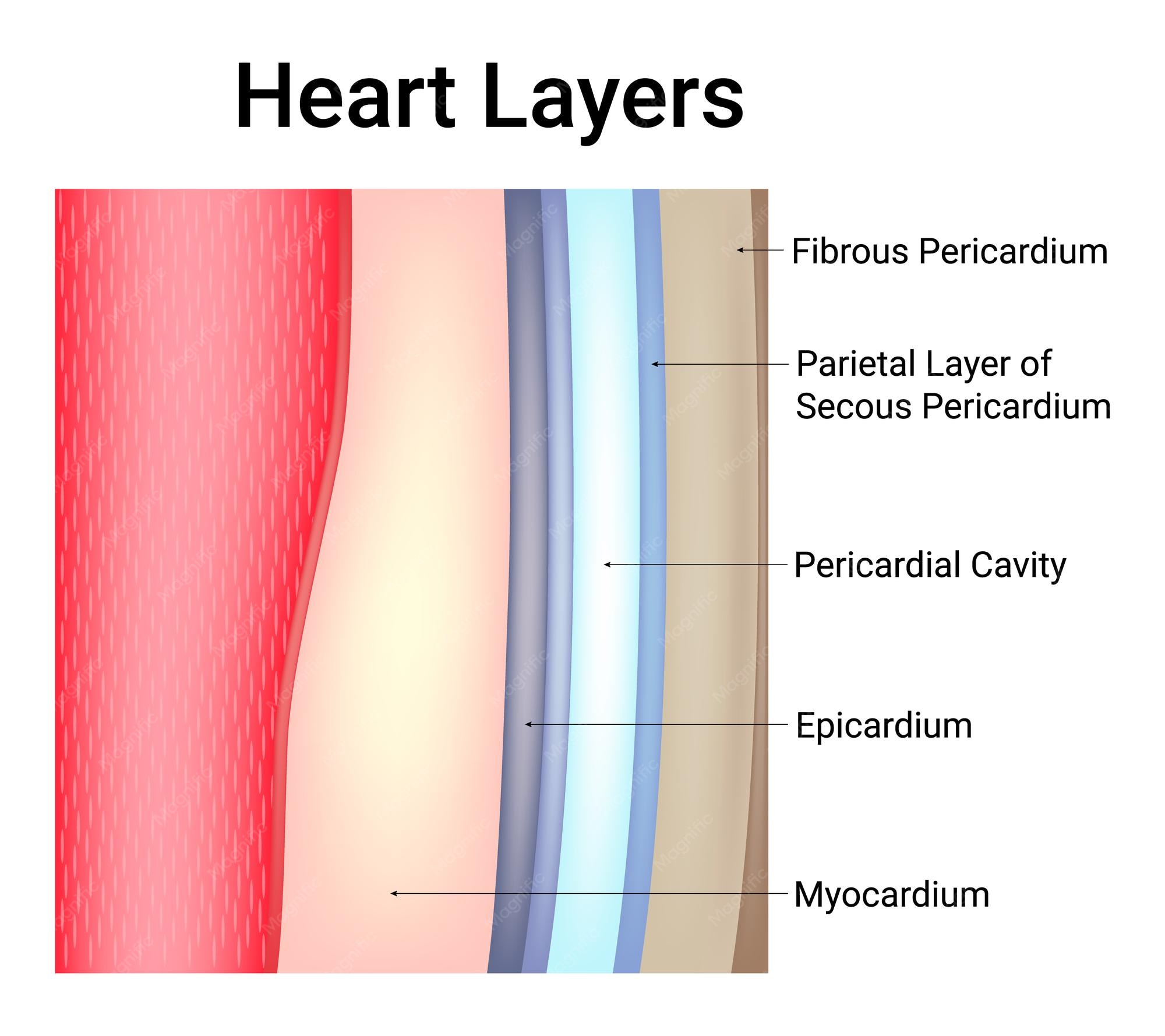 Layers Of Heart
