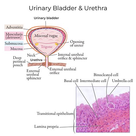 Layers Of Urinary Bladder