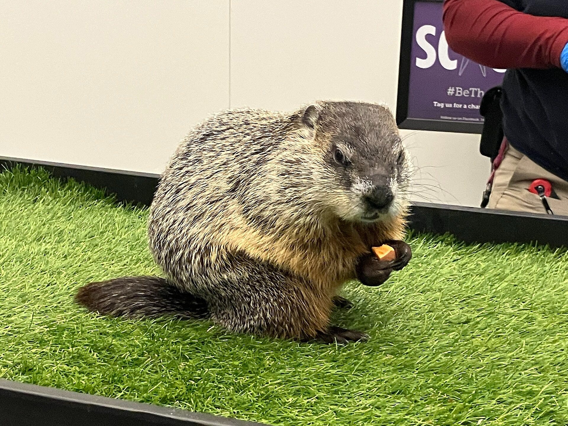 The Ultimate List Of Famous Groundhogs You Should Know