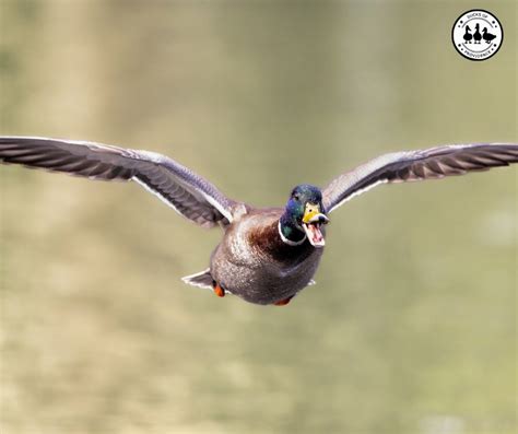 Mallard Ducks Do They Migrate
