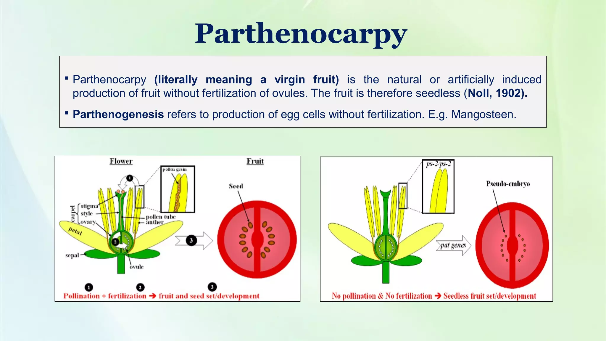 Mechanism Of Dna Replication In Prokaryotes