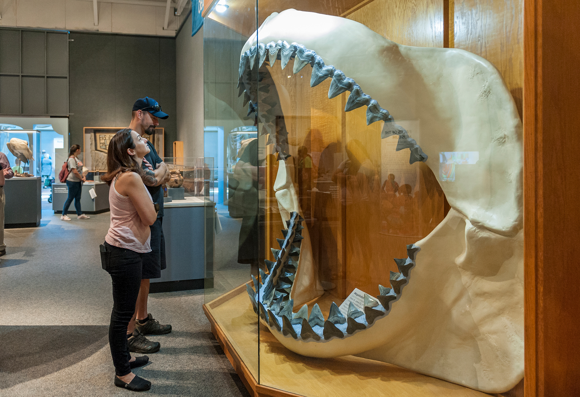 Megalodon Does It Still Exist