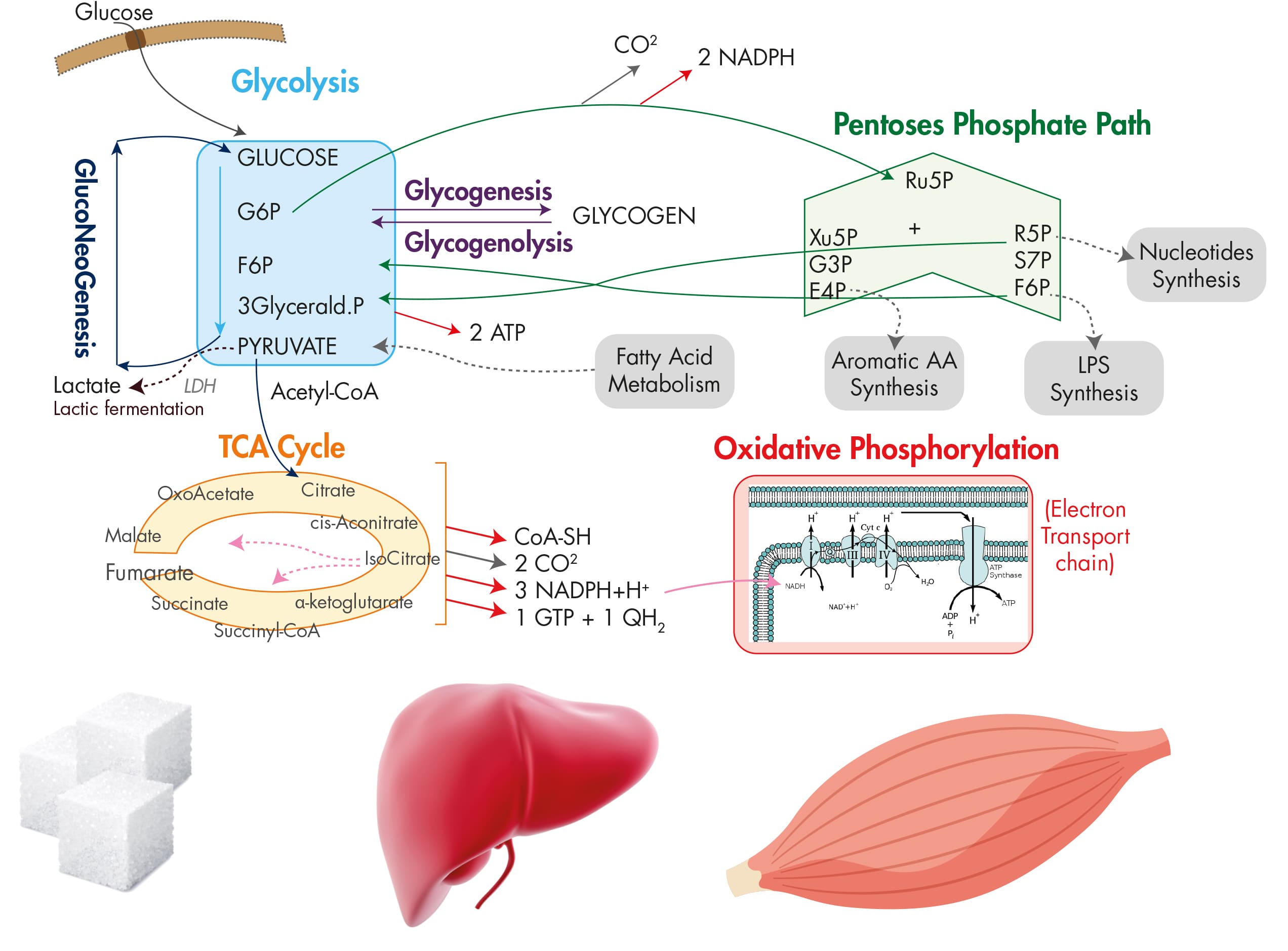 Metabolic Acidosis Symptoms