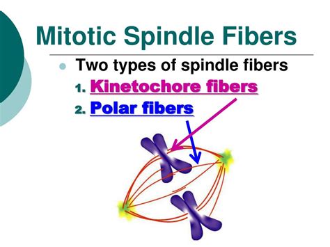 Mitotic Spindle Fibers