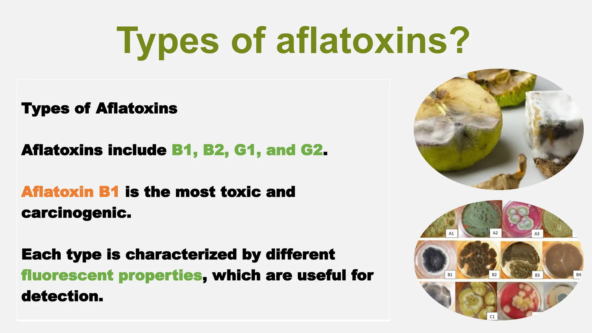 Aflatoxin B1: Understanding The World's Most Toxic Aflatoxin