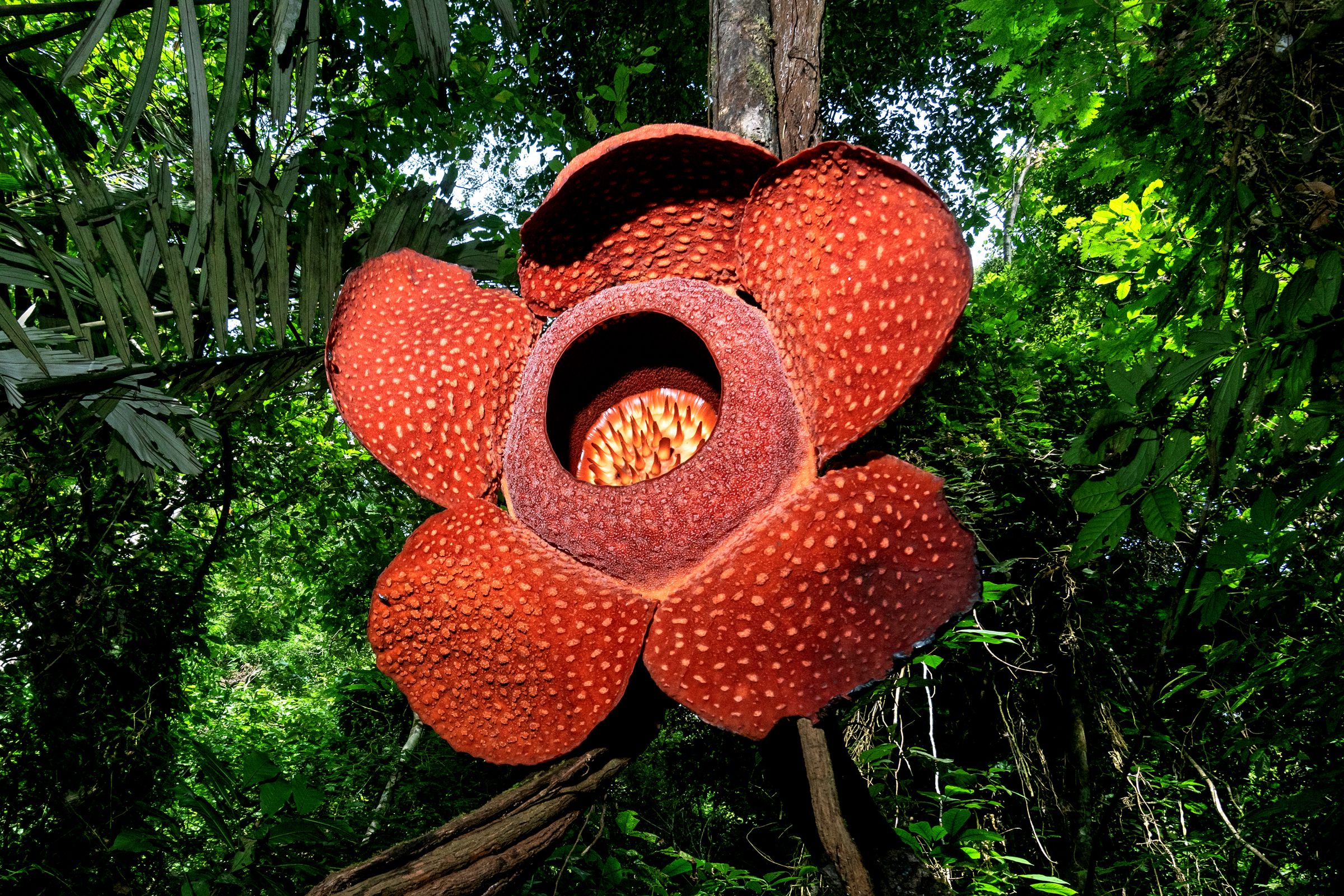The Most Toxic Flower In The World: A Deadly Botanical Guide