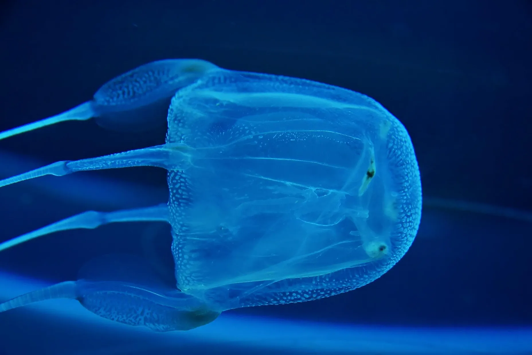 The Most Toxic Jellyfish In Australia: What Swimmers Need To Know