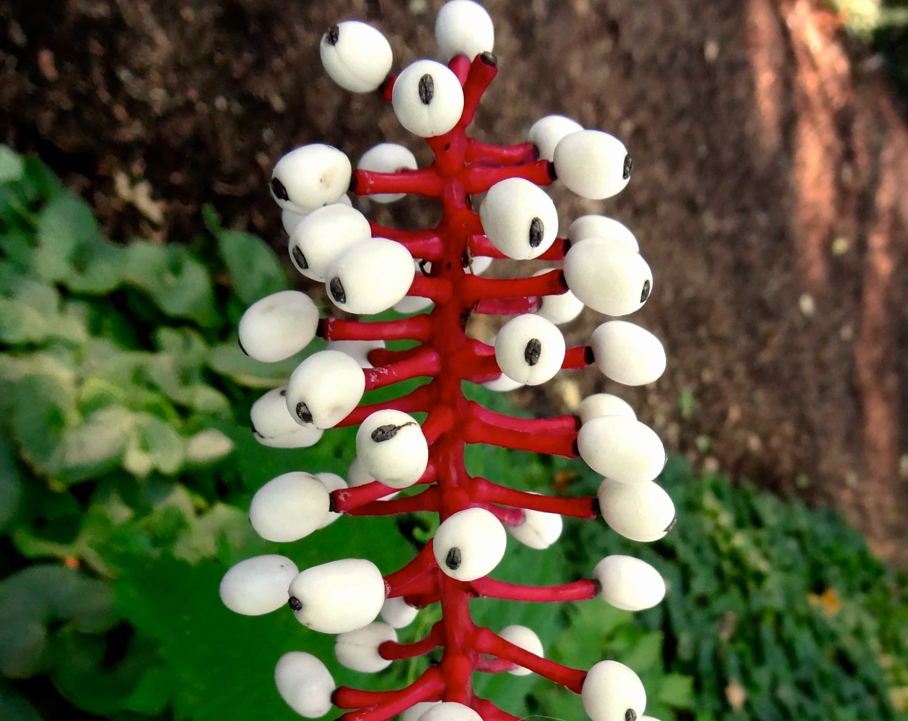 Deadly Botany: What Is The Most Toxic Plant In The World?