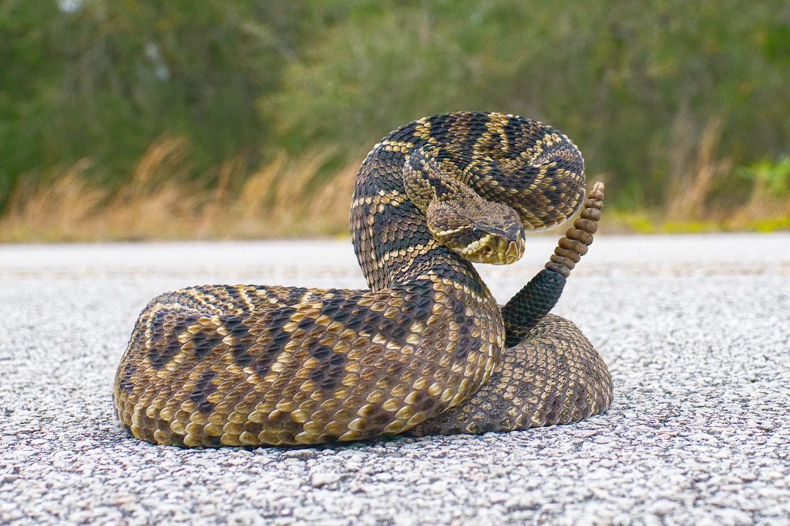 The Most Toxic Rattlesnake: Identifying North America’s Deadliest Vipers