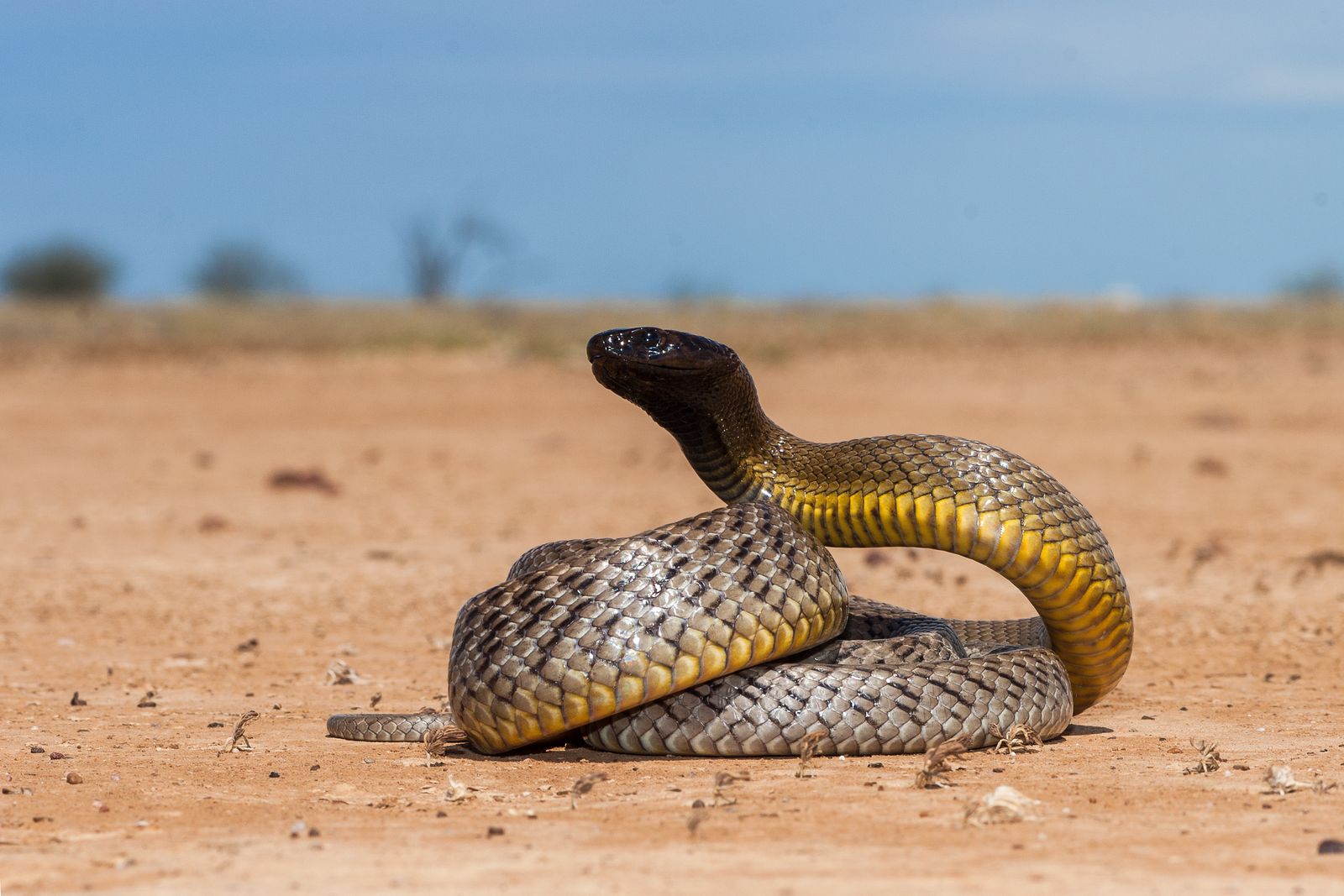 The Inland Taipan: Uncovering The Most Toxic Snake In The World