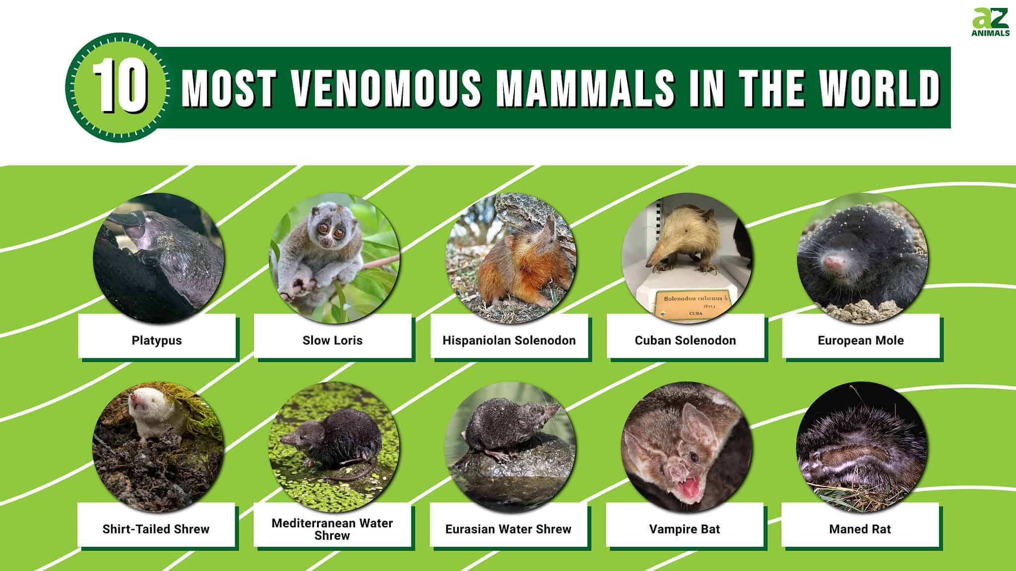 Inside The Hunt For The Most Toxic Venom On Earth