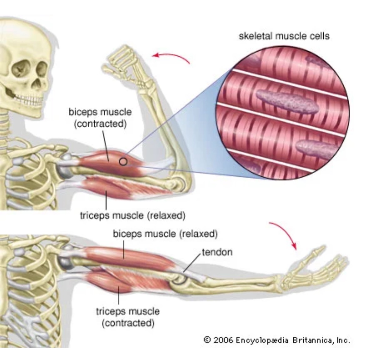 Muscles In The Knee