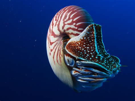 Nautilus Are They Endangered