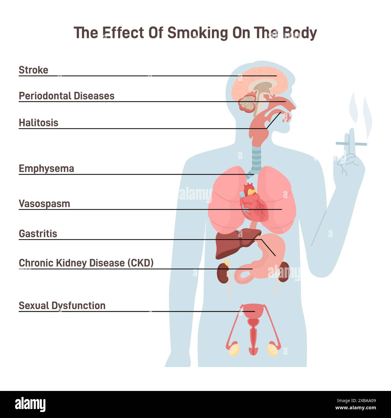 Beyond The Smoke: The Hidden Negative Effects Of Smoking