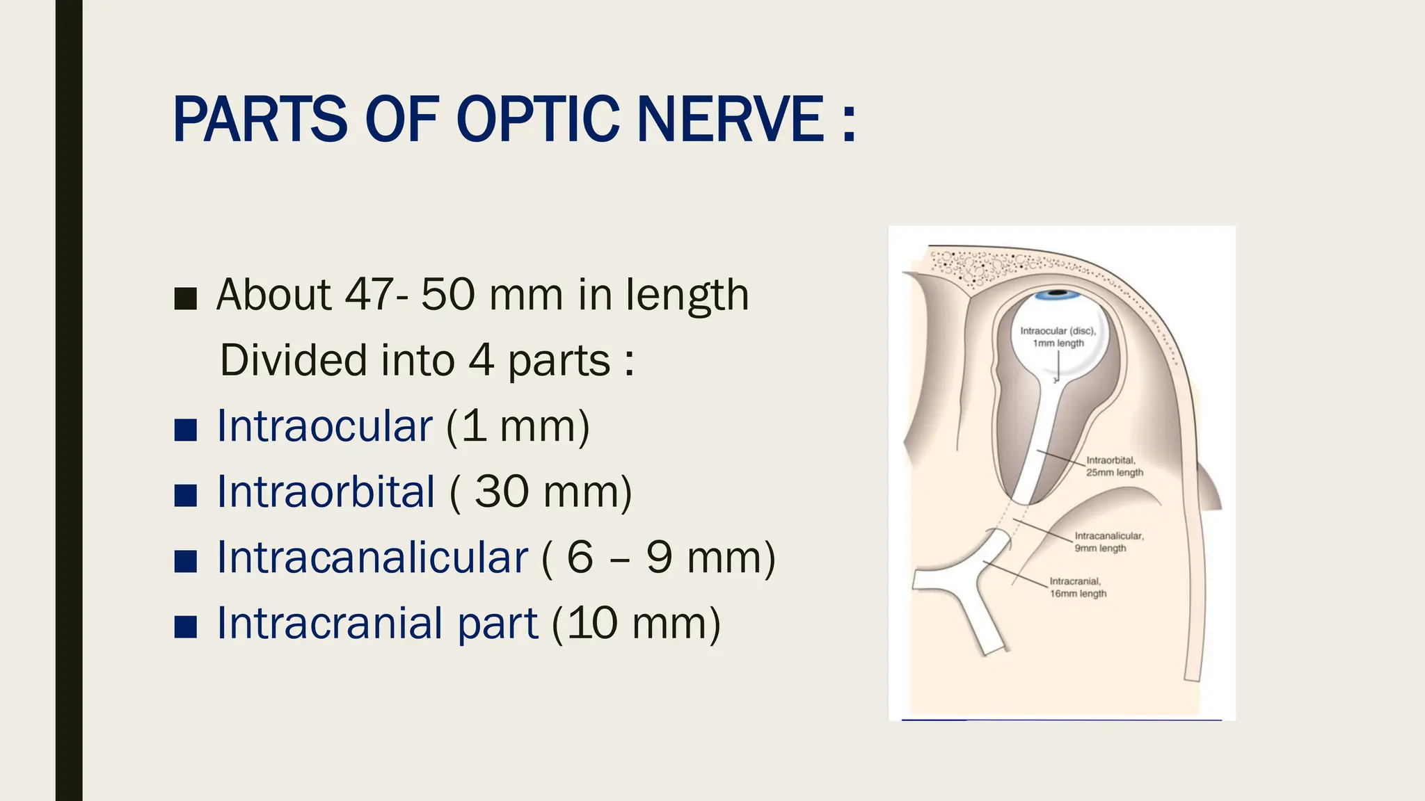 Nerves Of The Arm