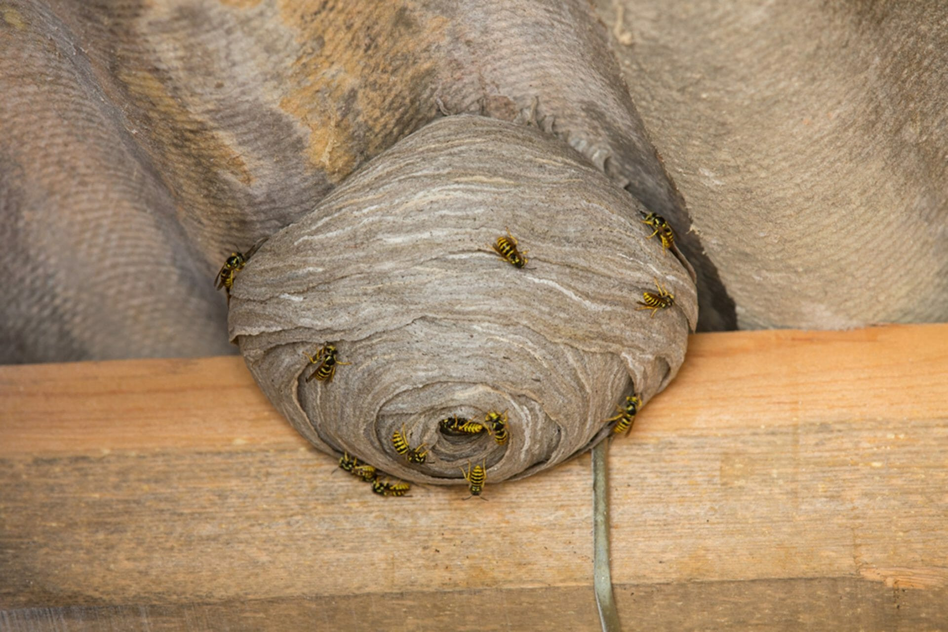 Nest Of Egg Noodles
