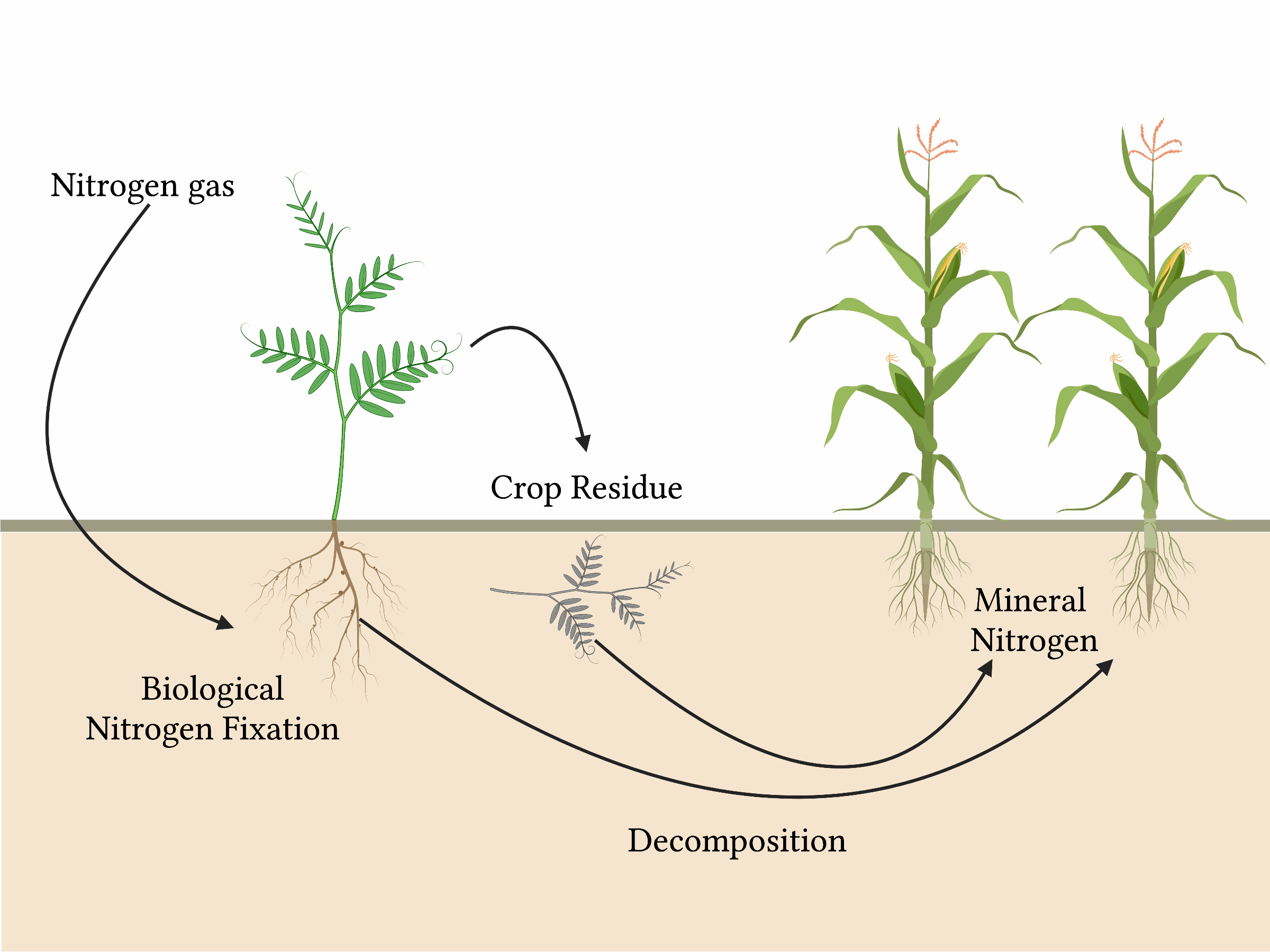 Nitrogen Ratio
