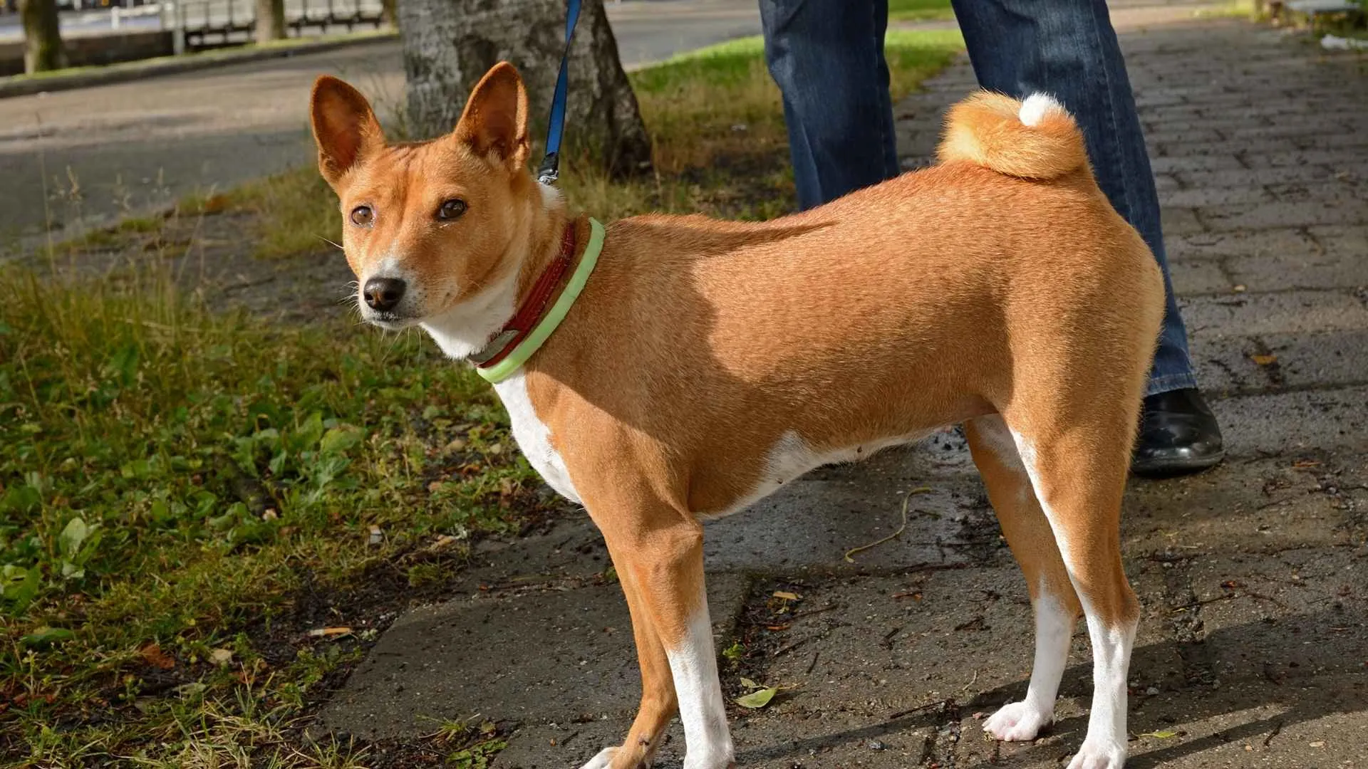 10 Quiet Companions: The Best No Barking Dog Breeds For 2026
