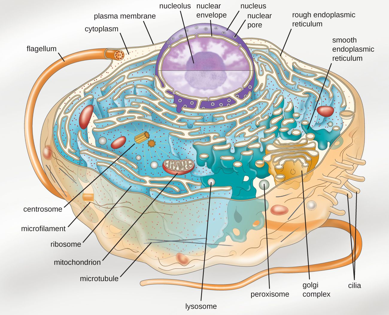 Nucleus Discovered By Of Atom