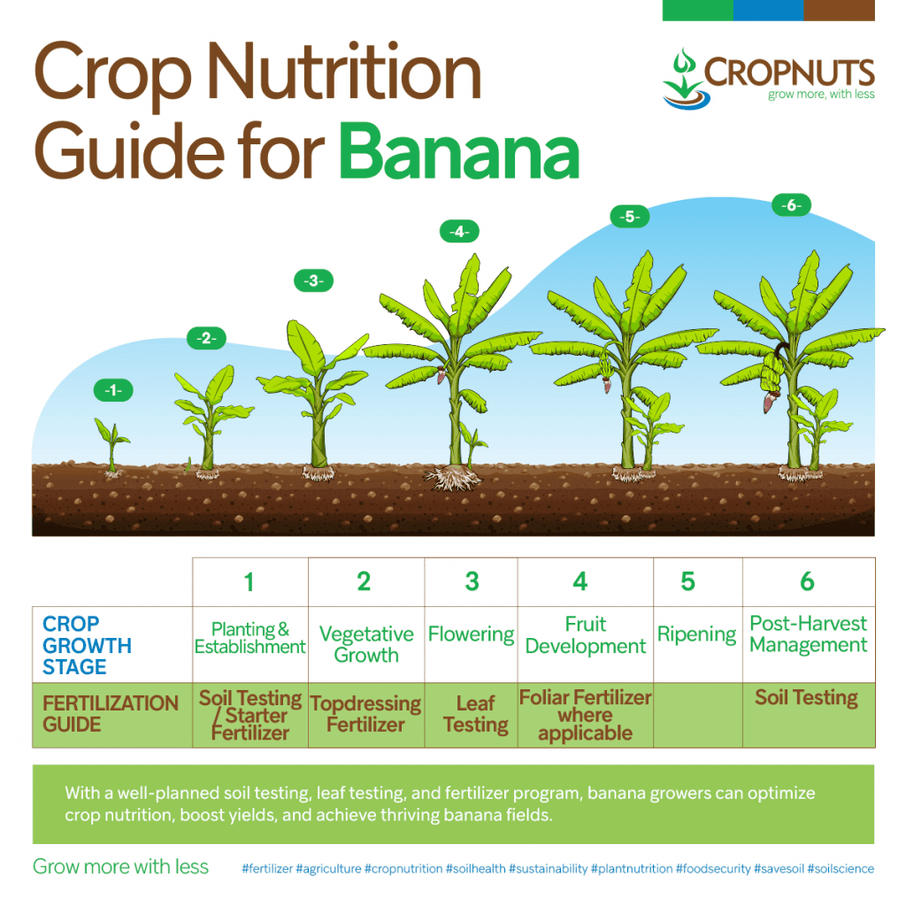 Essential Nutrients Required For Banana Plant Growth Success