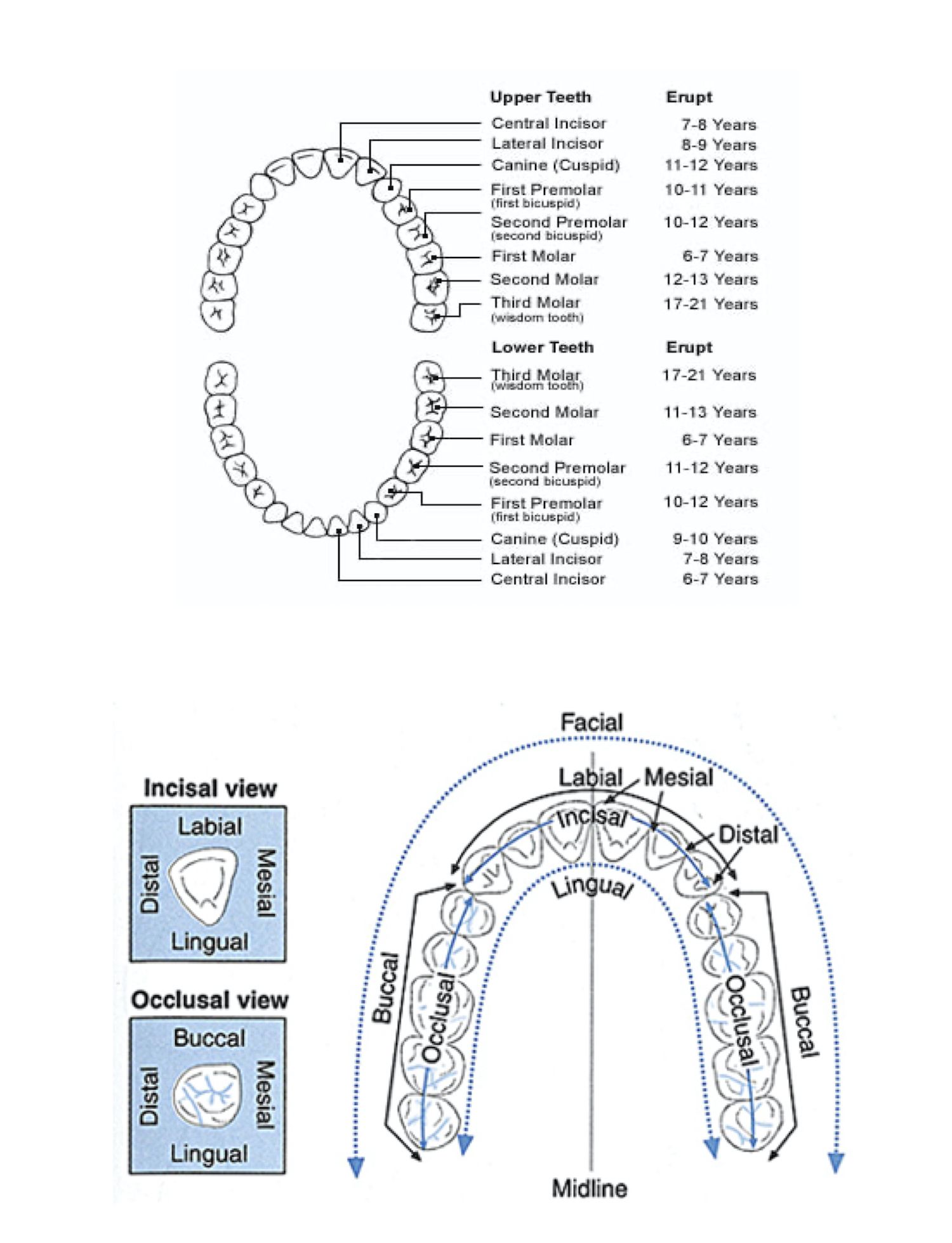 Orthodontic Palatal Expander