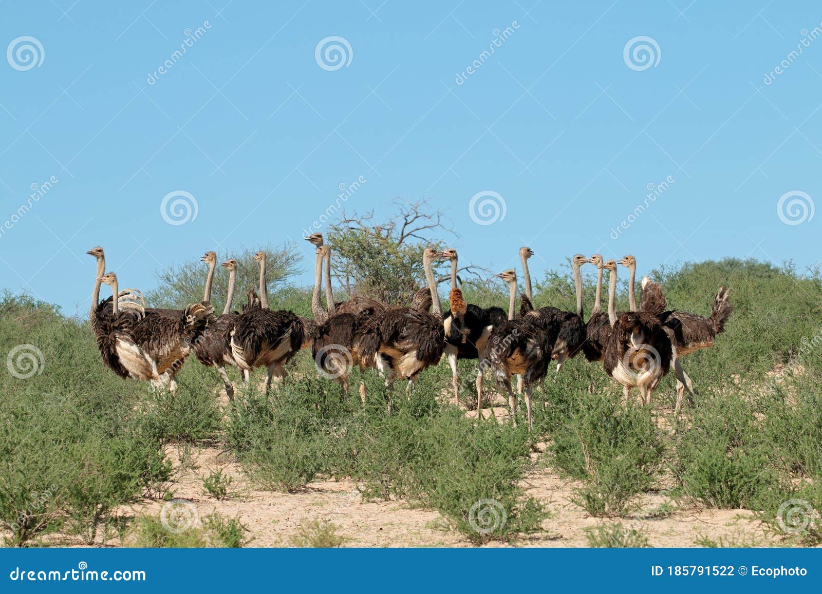 Ostrich Are They Endangered