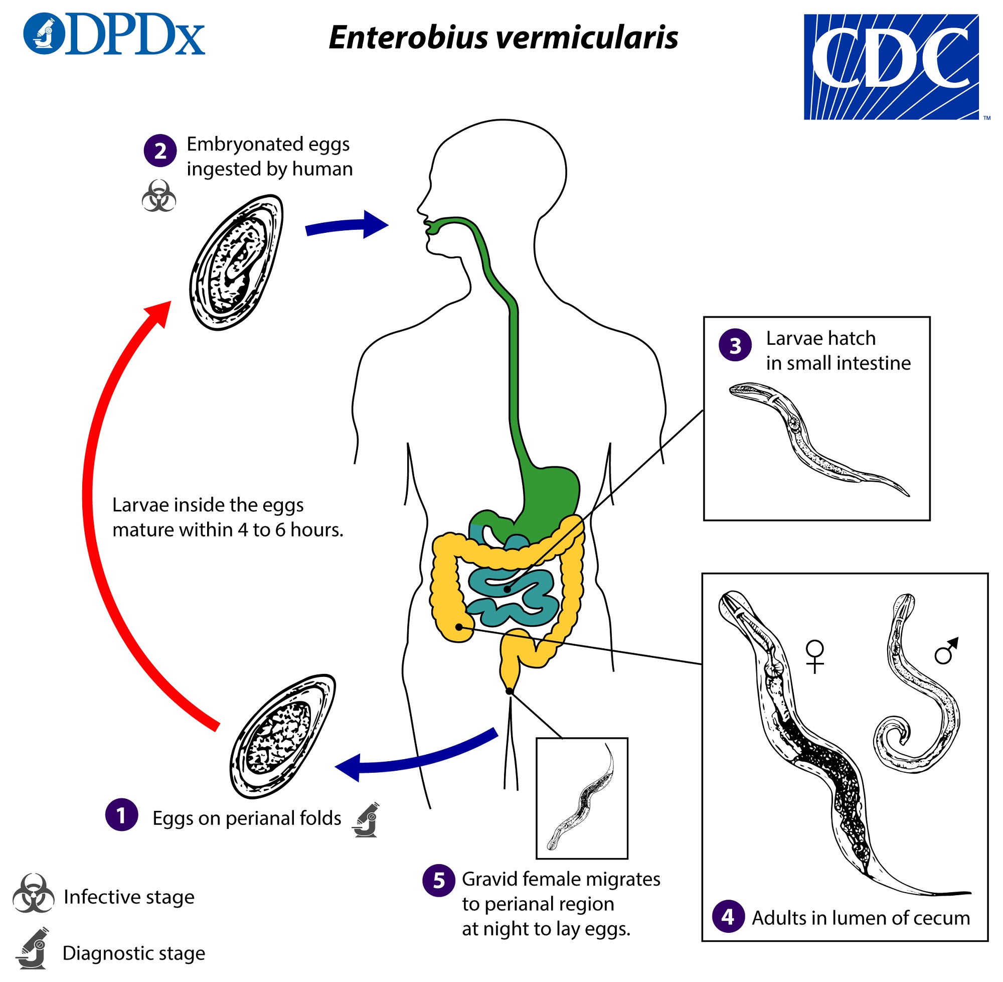 Parasite Cleanse Detox
