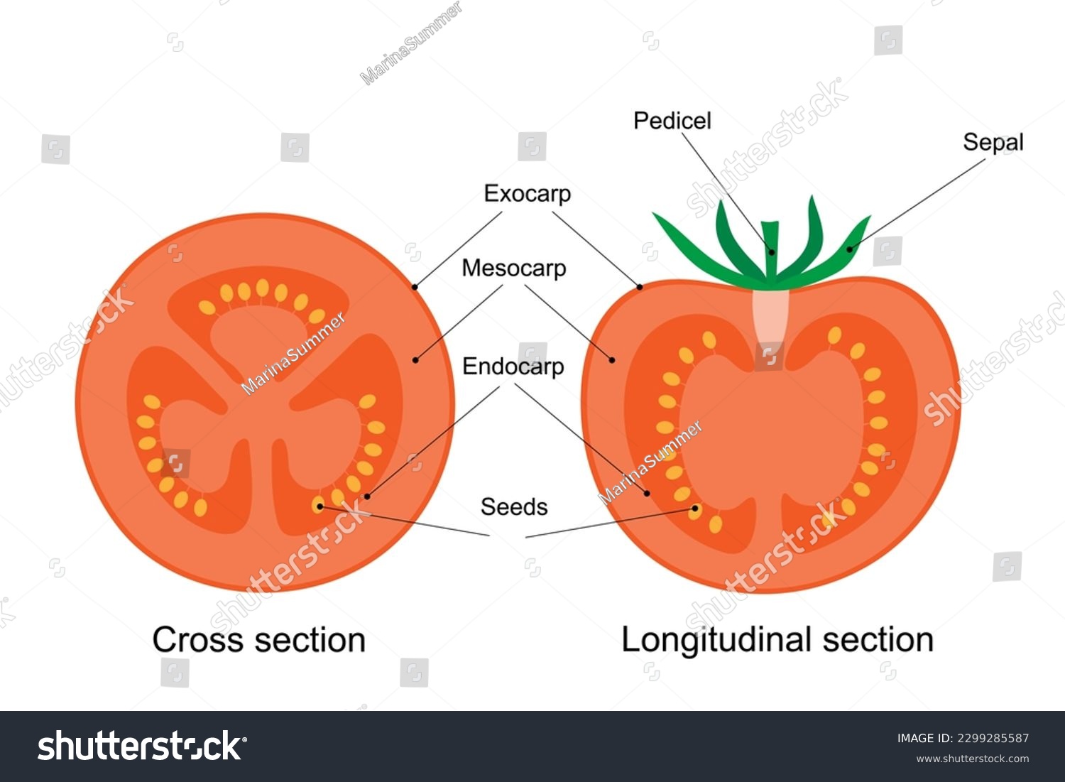 Parts Of Plants For Kids