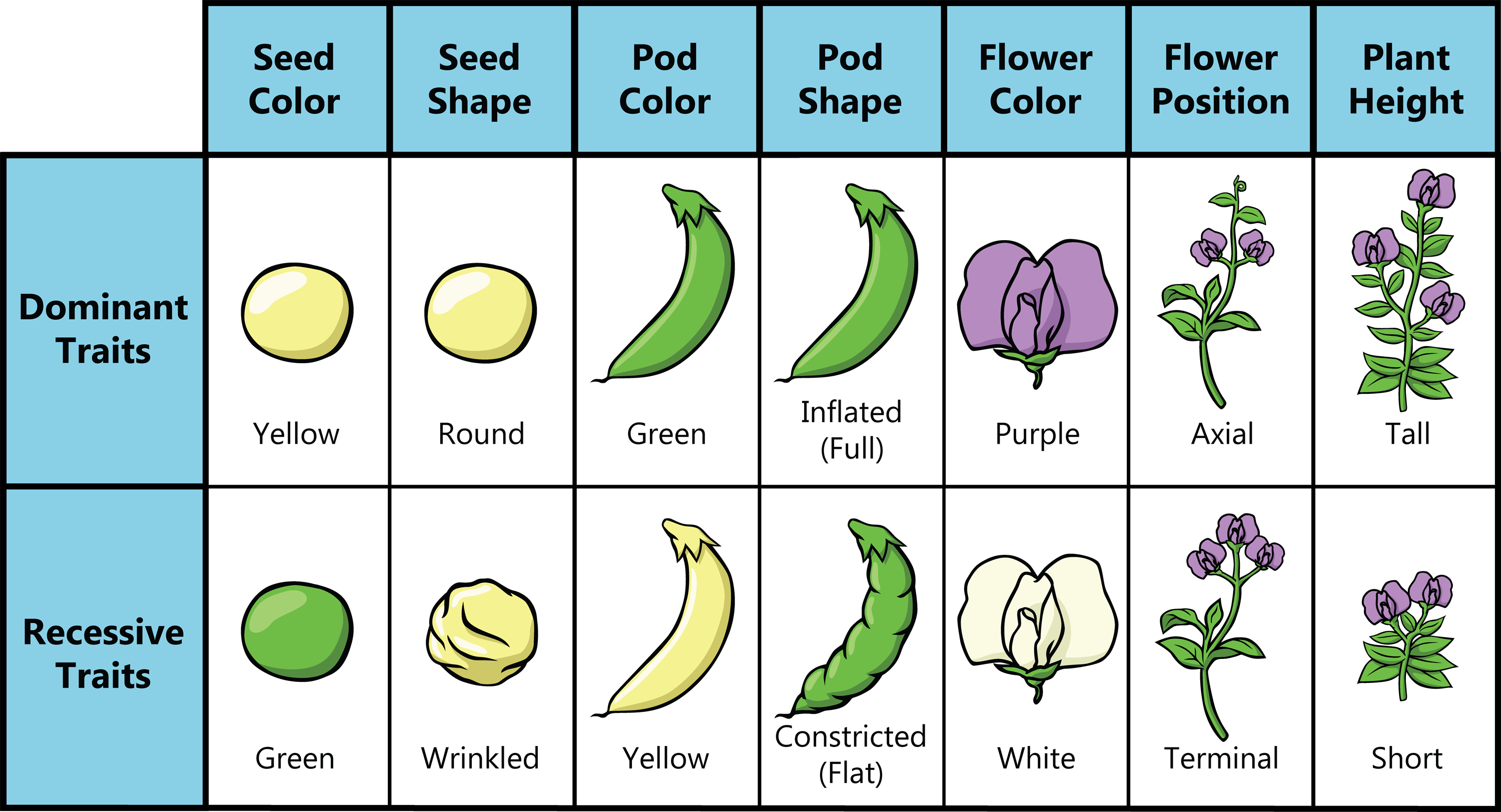 Pea Medical Abbreviation