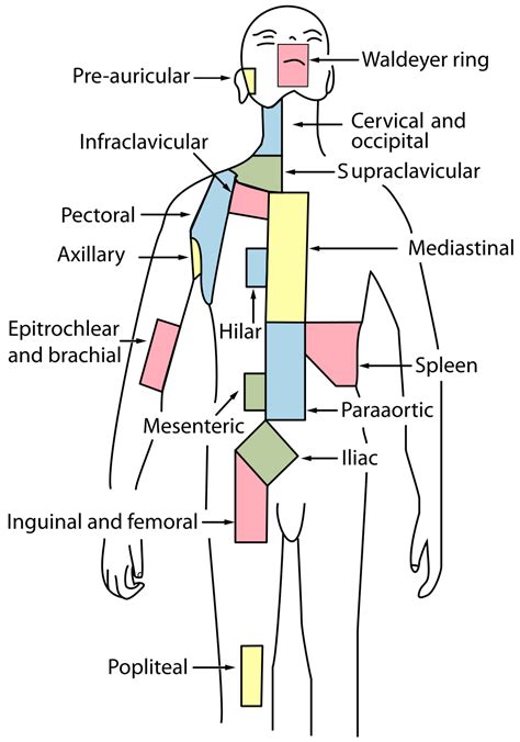 Periaortic Lymph Nodes