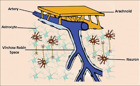 Perivascular Virchow Robin Space