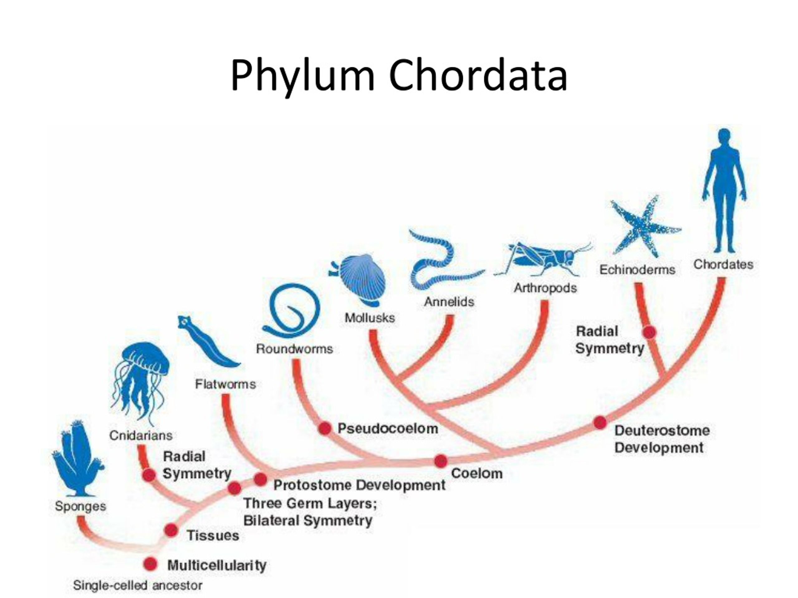 Phylum Of Flatworms