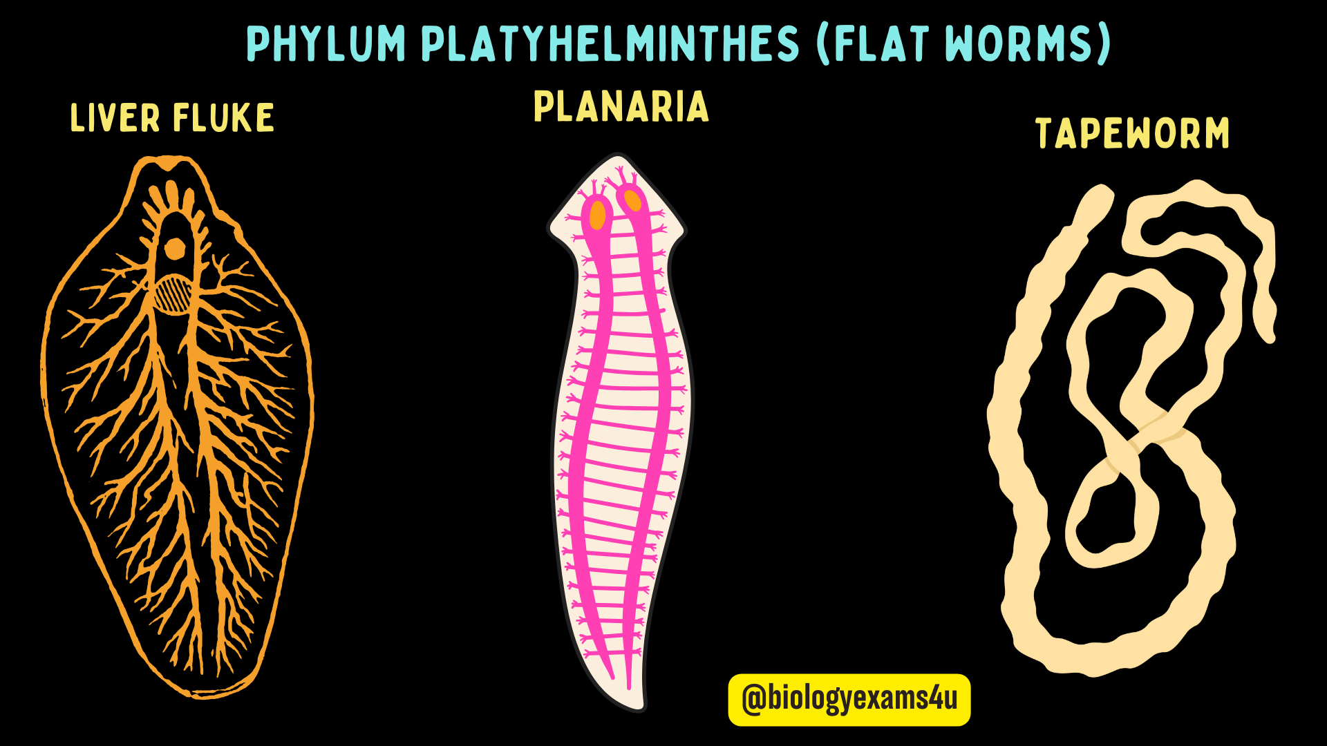Phylum Of Protista