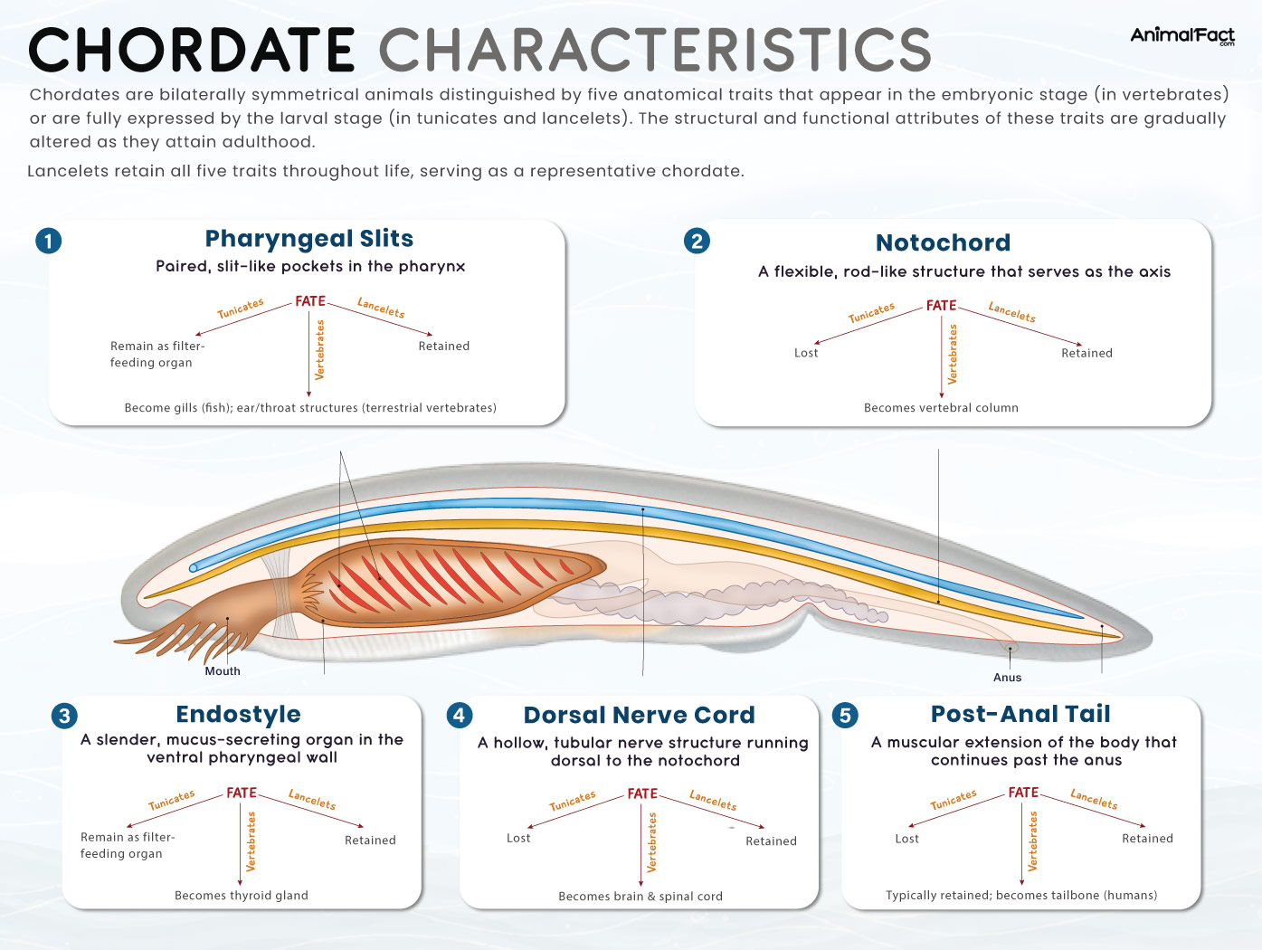 Phylum Of Vertebrates And Invertebrates