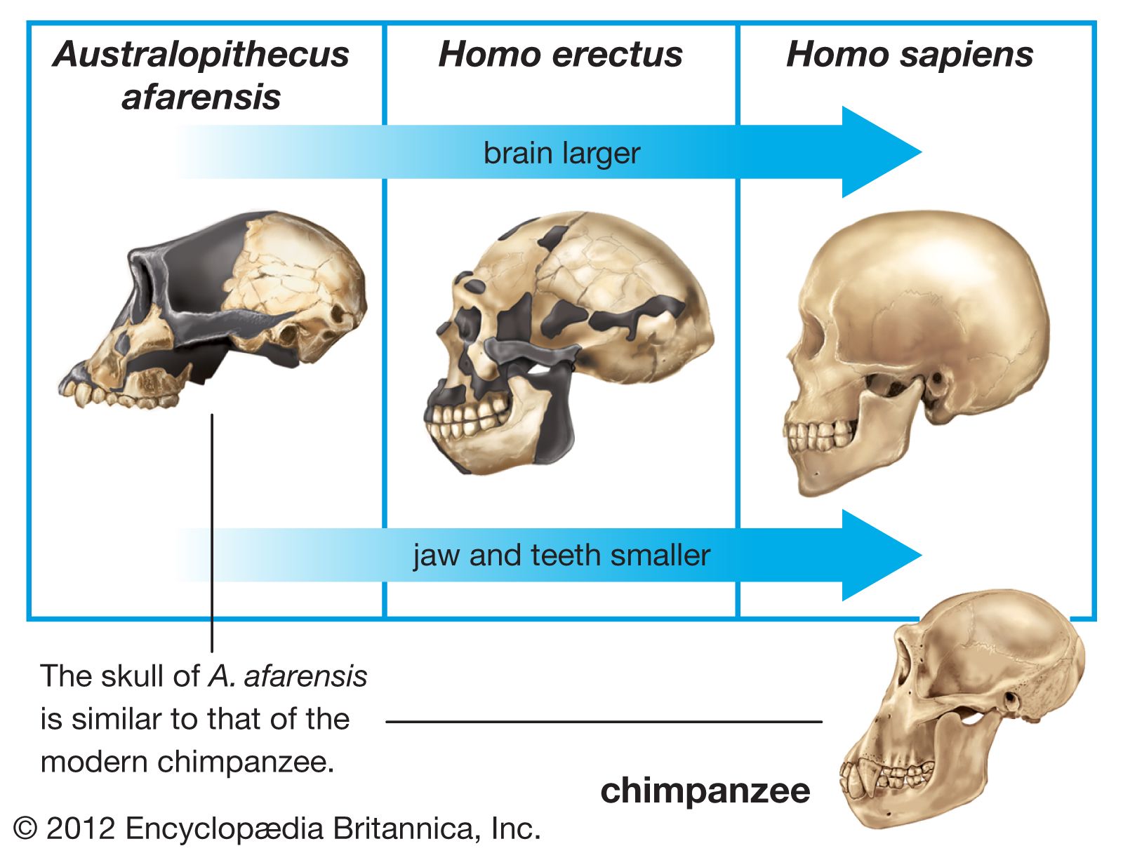 Defining The Physical Characteristics Of Homo Sapiens