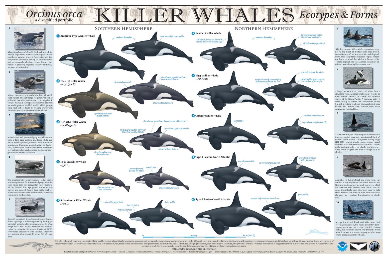 Physical Characteristics Of Orcas: An Identification Guide