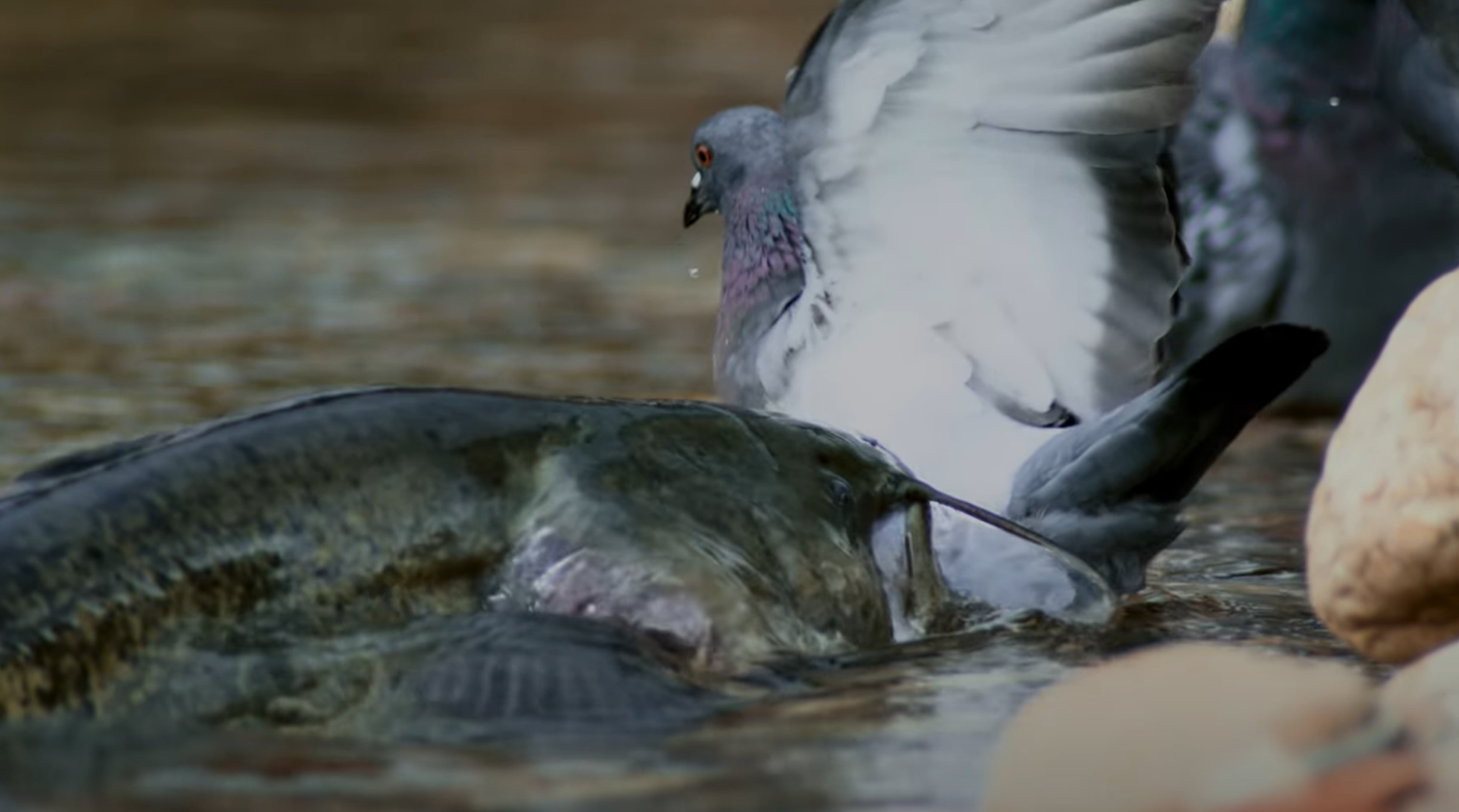 Pigeon Toed Meaning