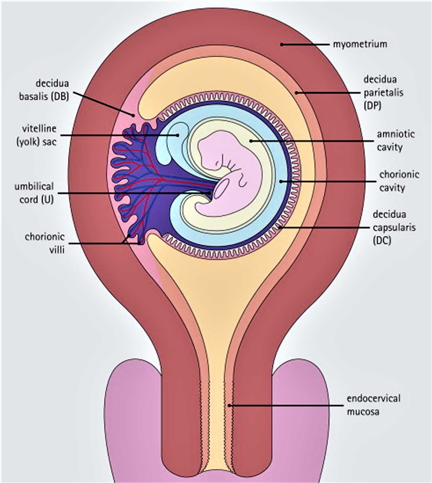 Placenta Previa Ultrasound