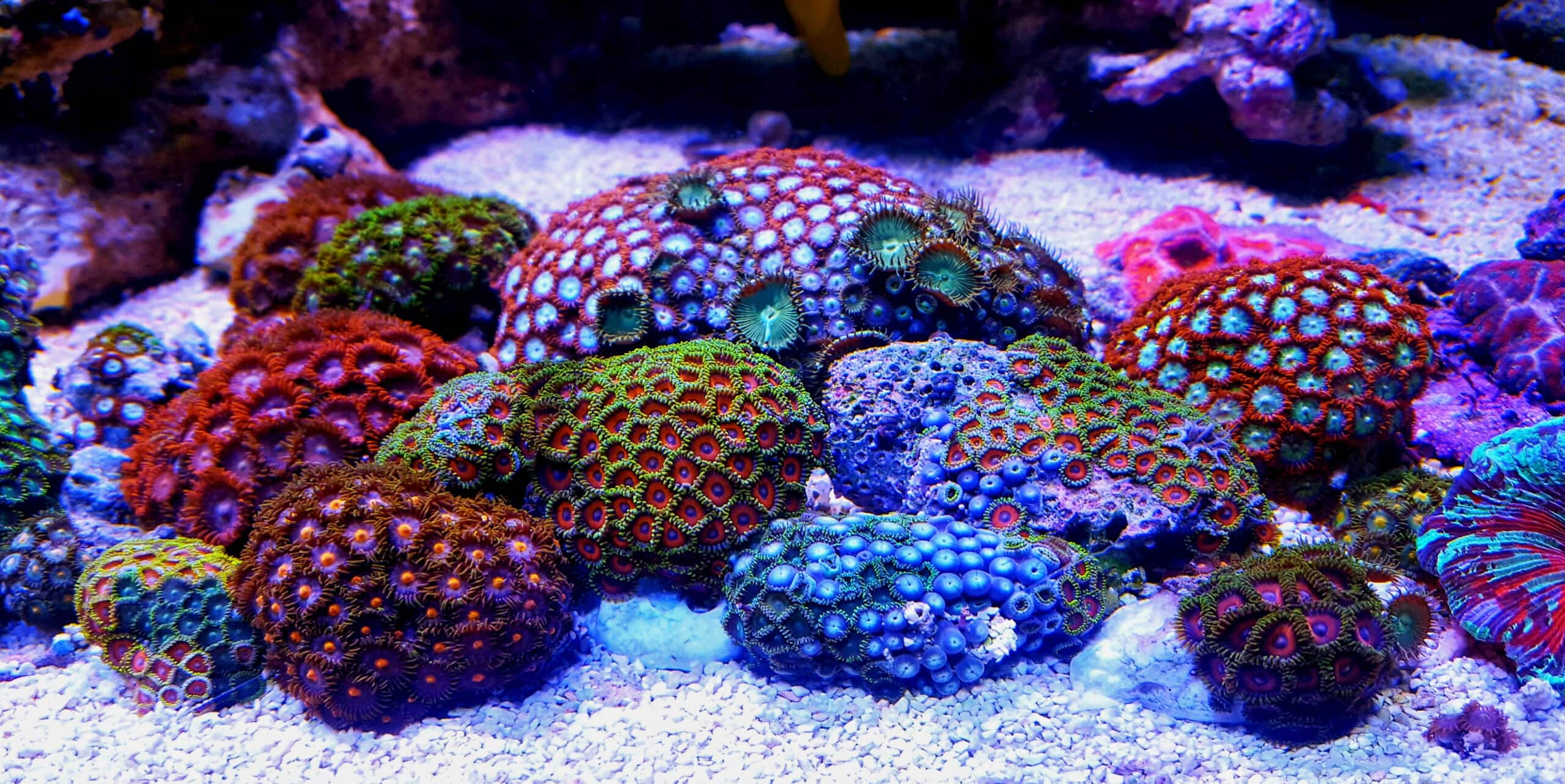 Polyp In Virginia