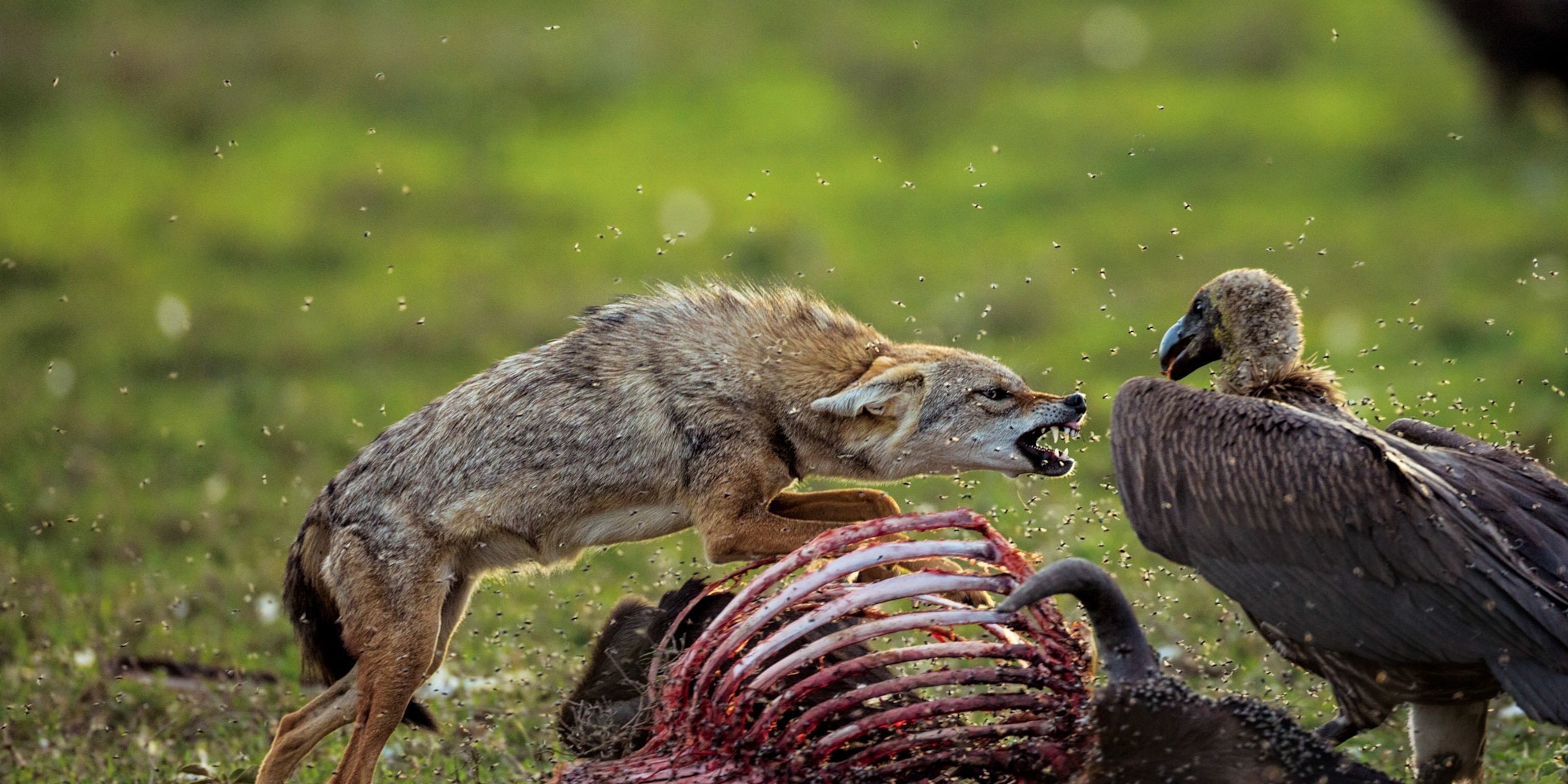 Predators Of Ravens