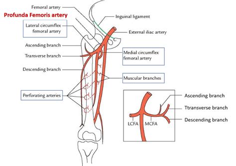 Profunda Femoris Artery