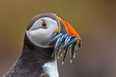 Puffin Are They Related To Penguins