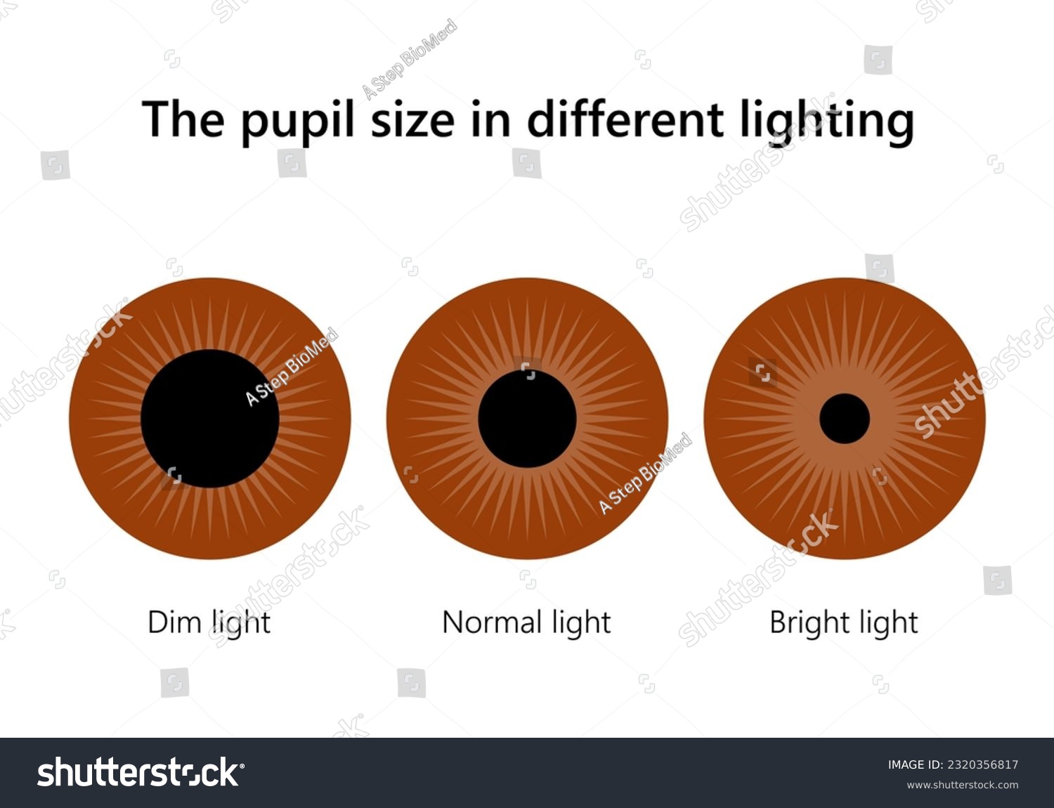 Pupil Scale