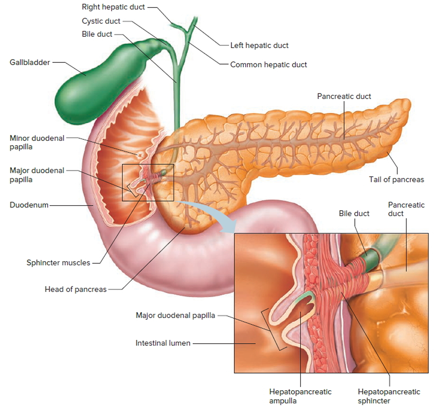 Understanding The Vital Purpose Of The Bile Duct