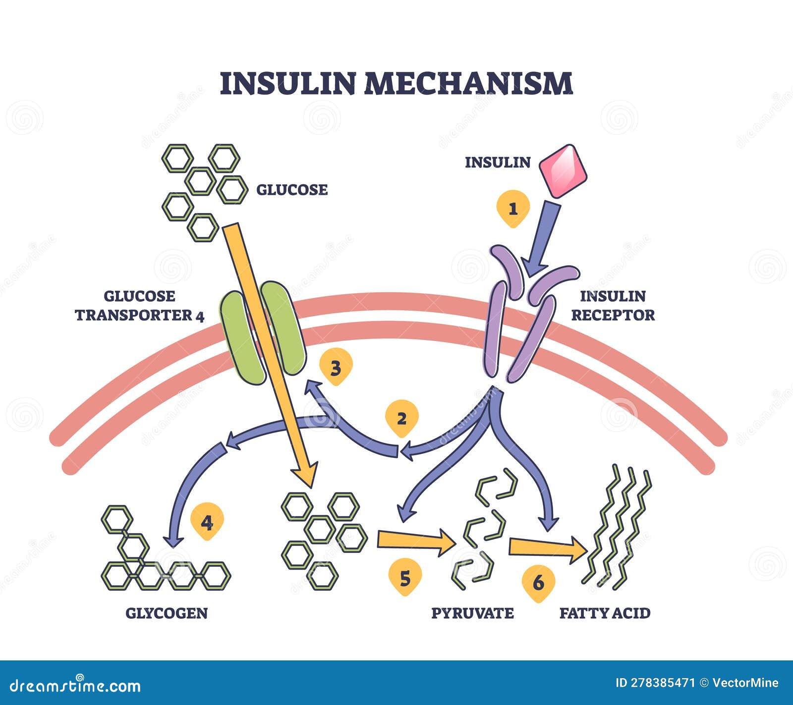 Understanding The Essential Purpose Of Insulin In Your Body
