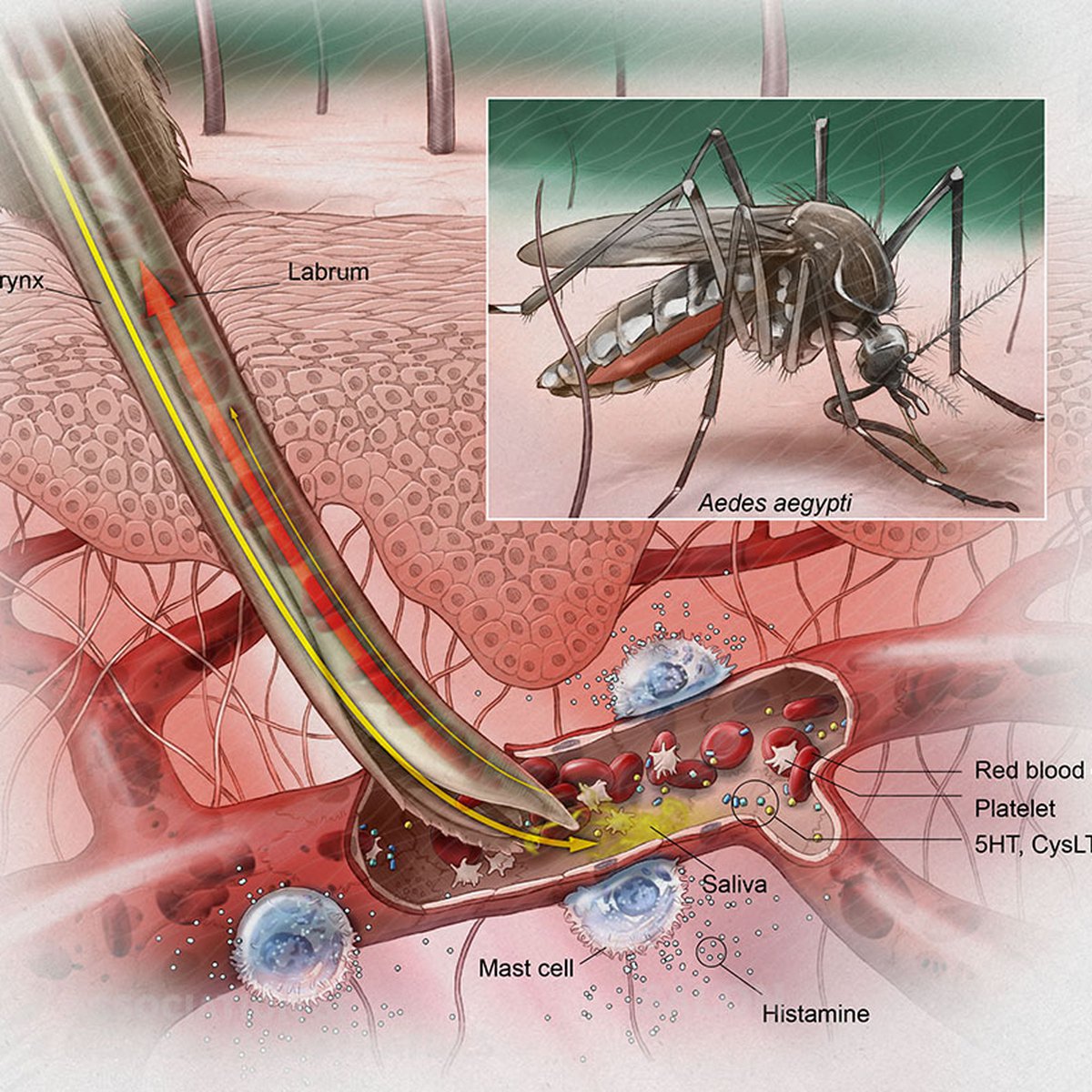 Beyond The Bite: What Is The Real Purpose Of A Mosquito?