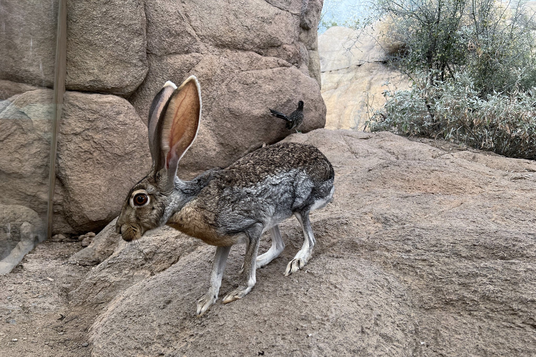 Rabbits Do They Hibernate