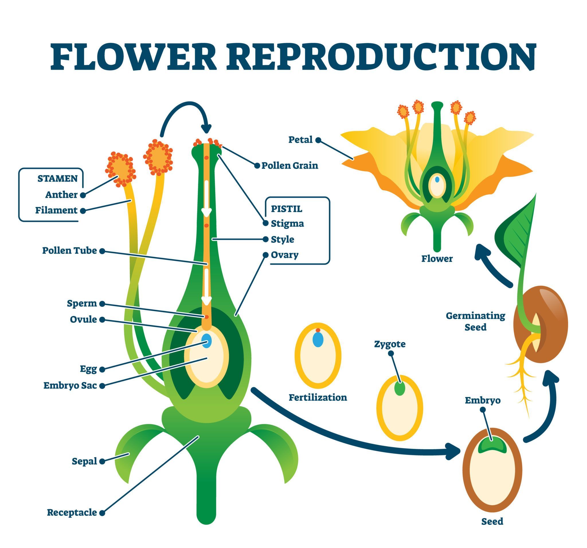 Reproduction Of Virus