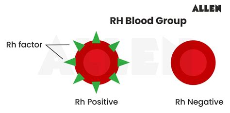 Rh Factor Positive Meaning